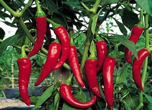 經(jīng)過太陽能殺蟲燈防治后的辣椒圖片