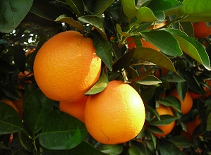 經(jīng)過(guò)太陽(yáng)能殺蟲燈防治后的柚子