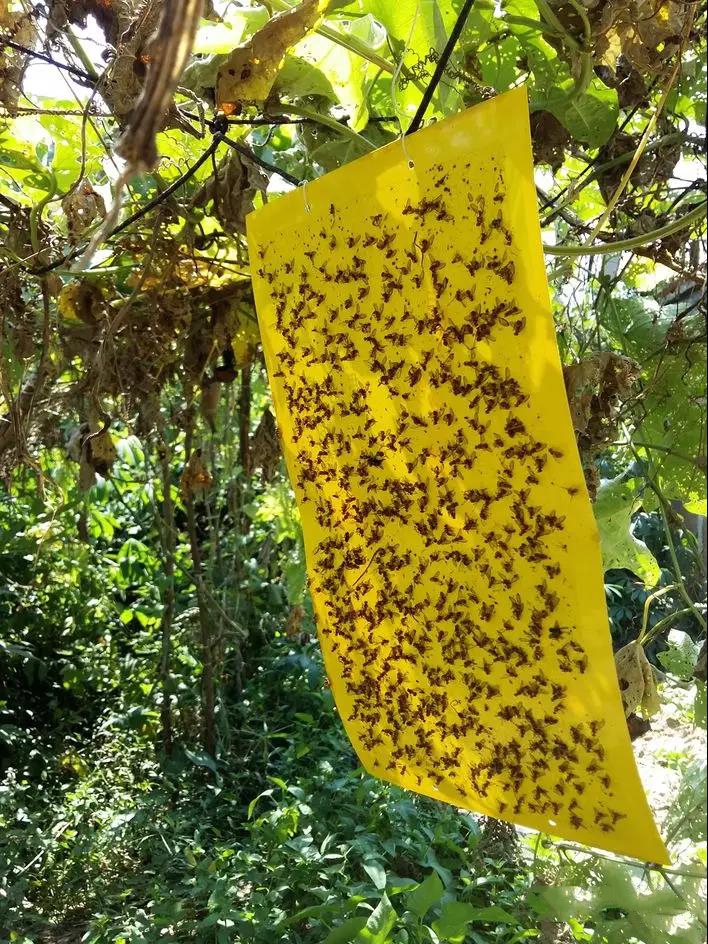 實(shí)蠅粘膠板