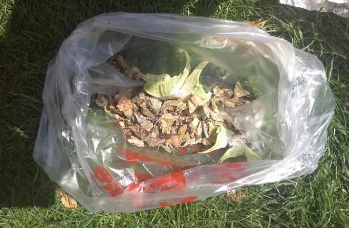 高空測報(bào)燈