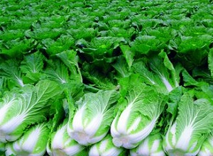 經(jīng)過太陽能殺蟲燈防治后的白菜