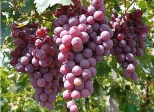 經(jīng)過殺蟲燈防治后的普通圖片