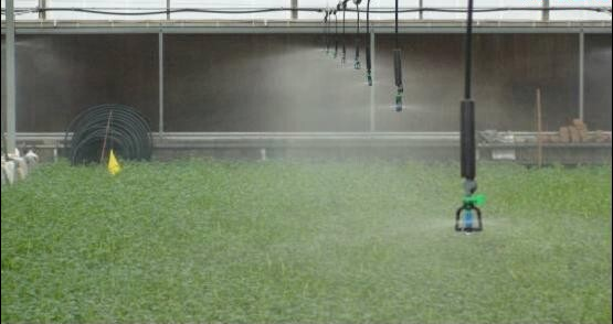 可控制的日光溫室內(nèi)微噴工作實(shí)景