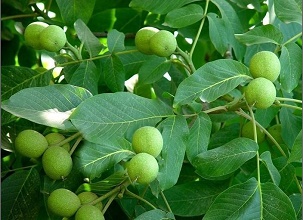 經(jīng)過太陽能殺蟲燈防治后的核桃