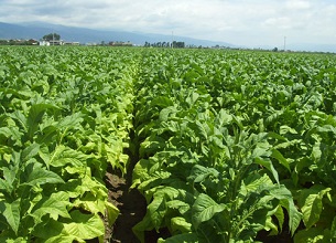 經(jīng)過(guò)殺蟲(chóng)燈防治后的煙草