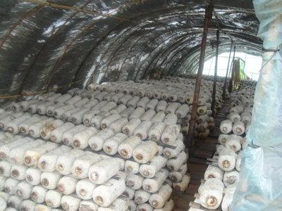 經(jīng)過殺蟲燈防治后的食用菌大棚