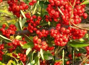 經(jīng)過太陽能殺蟲燈防治后的紅果