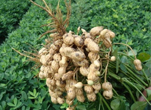 經(jīng)過太陽能殺蟲燈防治后的花生