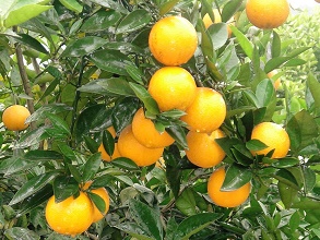 經(jīng)過太陽能殺蟲燈防治后的冰糖橙