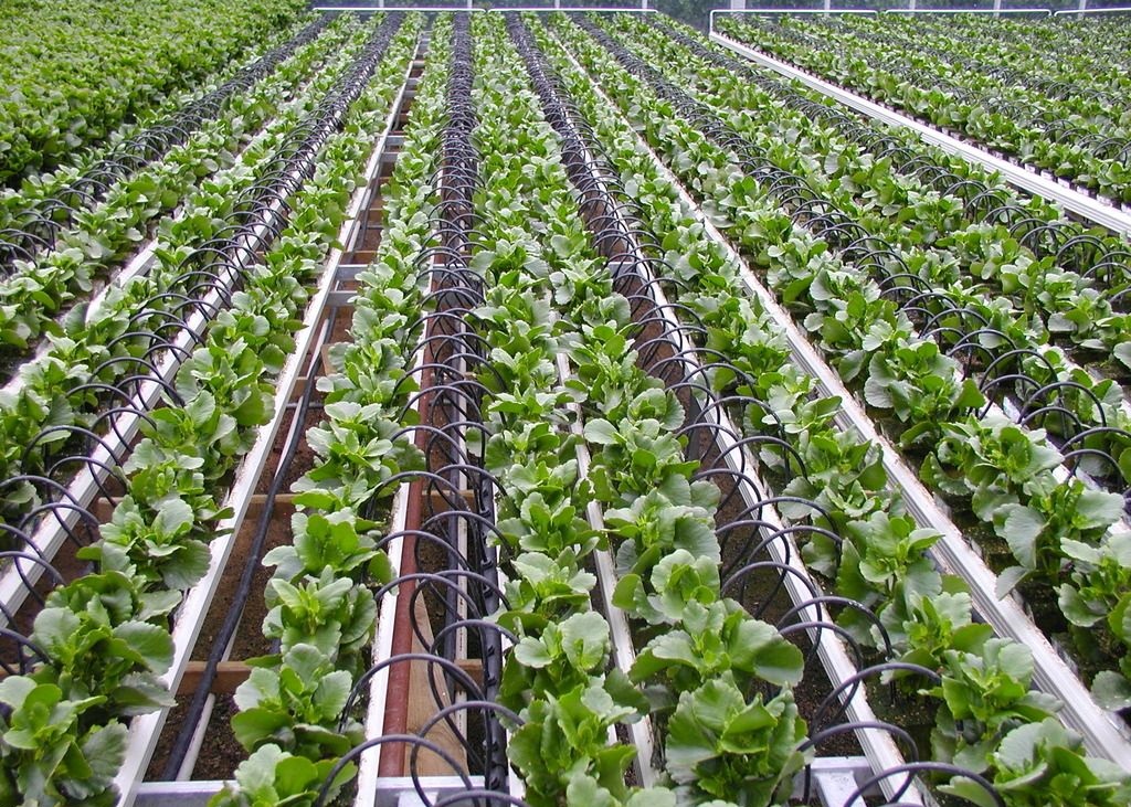 ˮ��һ�w���ă�(y��u)��(sh��)������@���ֲ���Խ��(l��i)Խ����