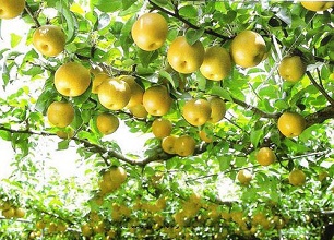 經(jīng)過(guò)太陽(yáng)能殺蟲(chóng)燈防治后的梨樹(shù)