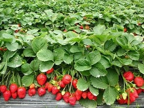 經(jīng)過殺蟲燈防治后的草莓