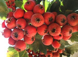 經(jīng)過(guò)太陽(yáng)能殺蟲(chóng)燈防治后的山楂