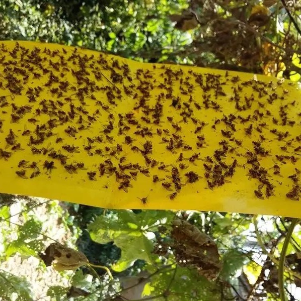 實(shí)蠅粘膠板