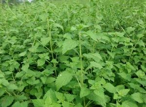 經(jīng)過太陽能殺蟲燈防治后的冬凌草