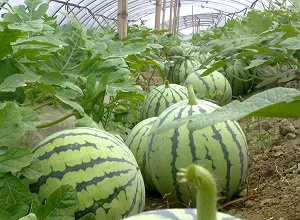 經(jīng)過(guò)太陽(yáng)能殺蟲燈防止后的西瓜