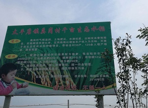 莫崗村水稻基地