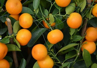 經(jīng)過太陽能殺蟲燈防治后的橘子