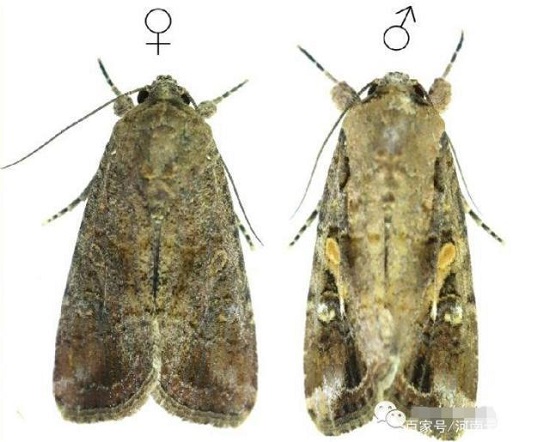 ��ηֱ�ݵ�؝ҹ������һ����Ƭ�Ϳ�����