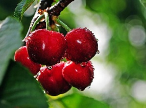 經(jīng)過太陽能殺蟲燈防治后的櫻桃