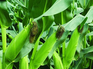 經(jīng)過殺蟲燈防治后的玉米