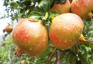 經(jīng)過(guò)太陽(yáng)能殺蟲燈防治后的石榴圖片